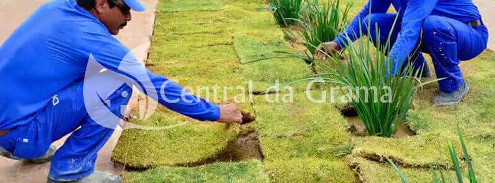 capa de conteúdo de como plantar grama